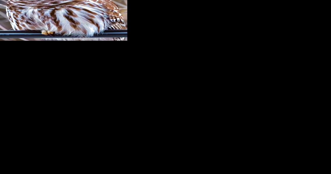 The eyes have it - Vimarsana News