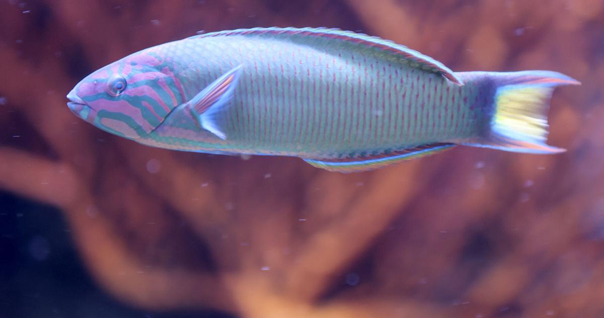 Bullu Fish Museum creature: Brightly colored 'intense' fish is 'bully in the tank ...
