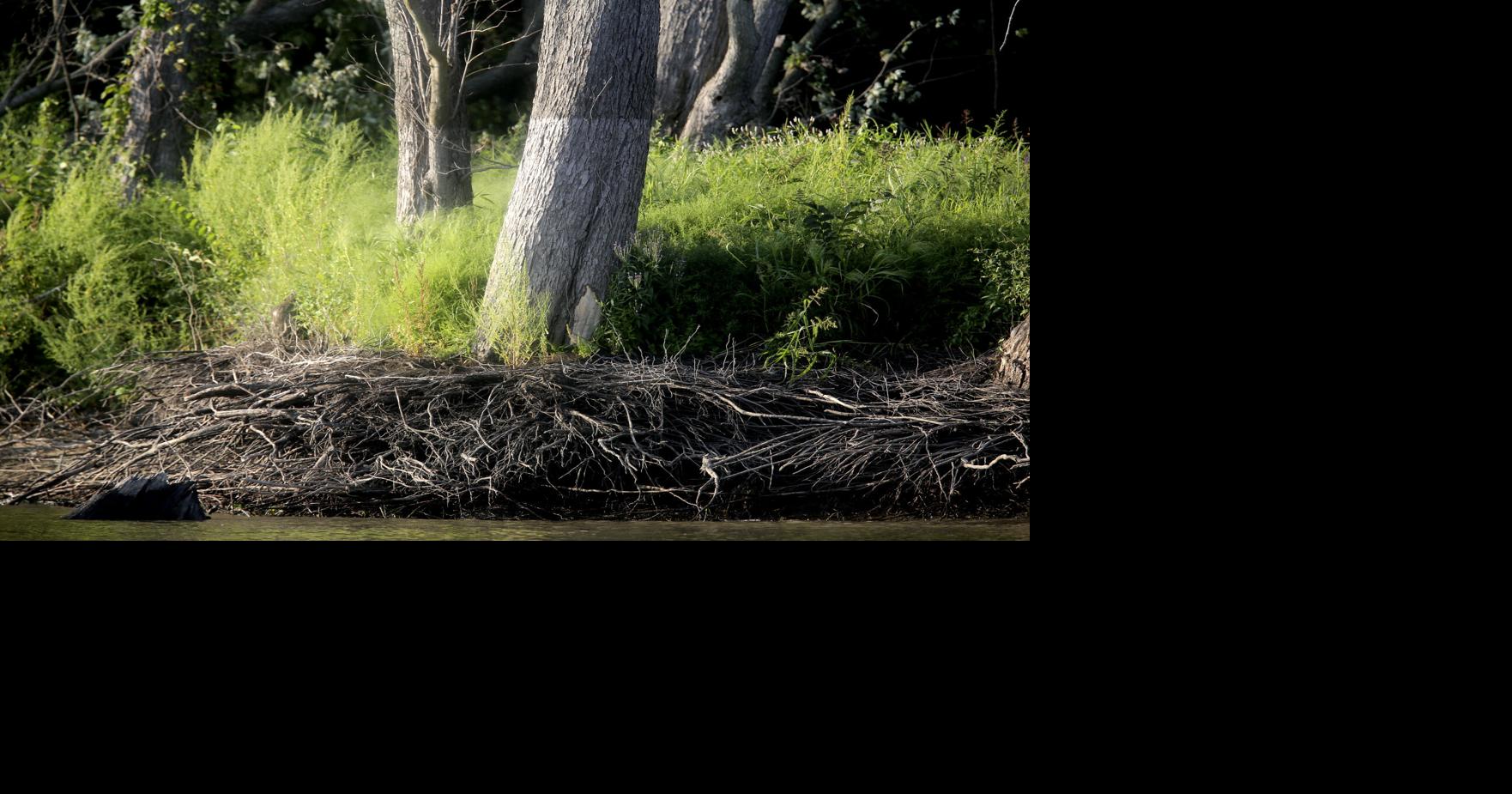 ‘Weirder, wilder, more extreme’: Shifting climate reshapes Driftless area ecosystems