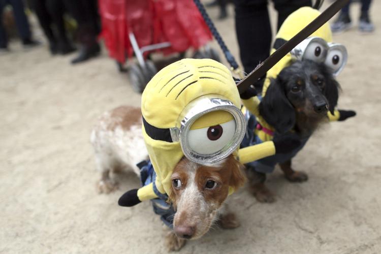 New York park goes to the dogs for 25th Halloween dog parade National