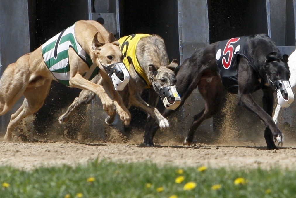 Dog-racing future: Grim or rosy? | Tri-state News | telegraphherald.com