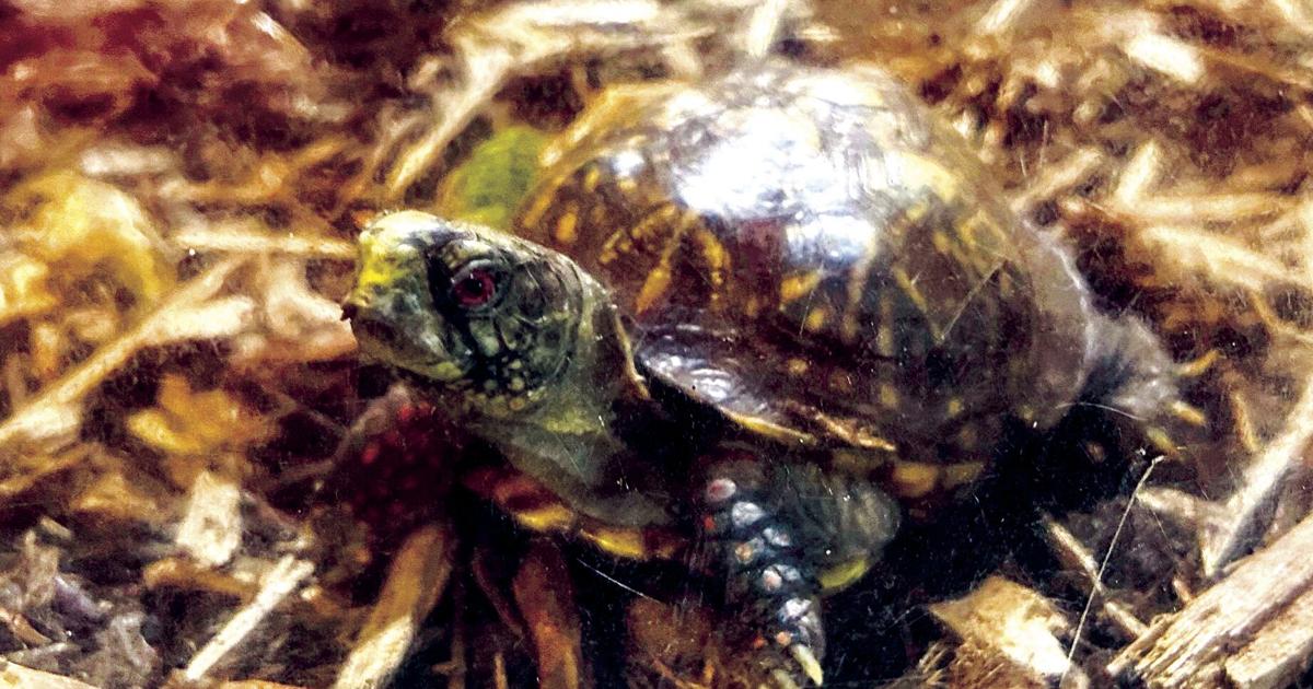 Museum creature feature: Tiny turtle thrives after vehicle encounter