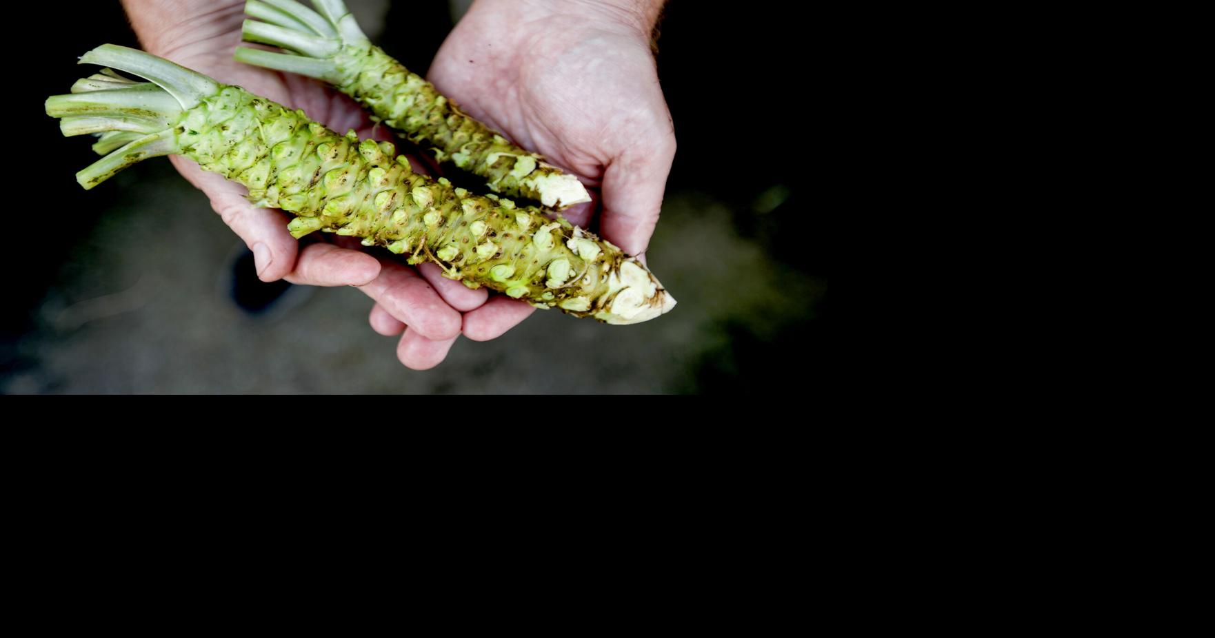 Sustainable sushi: Farm grows rare wasabi plants