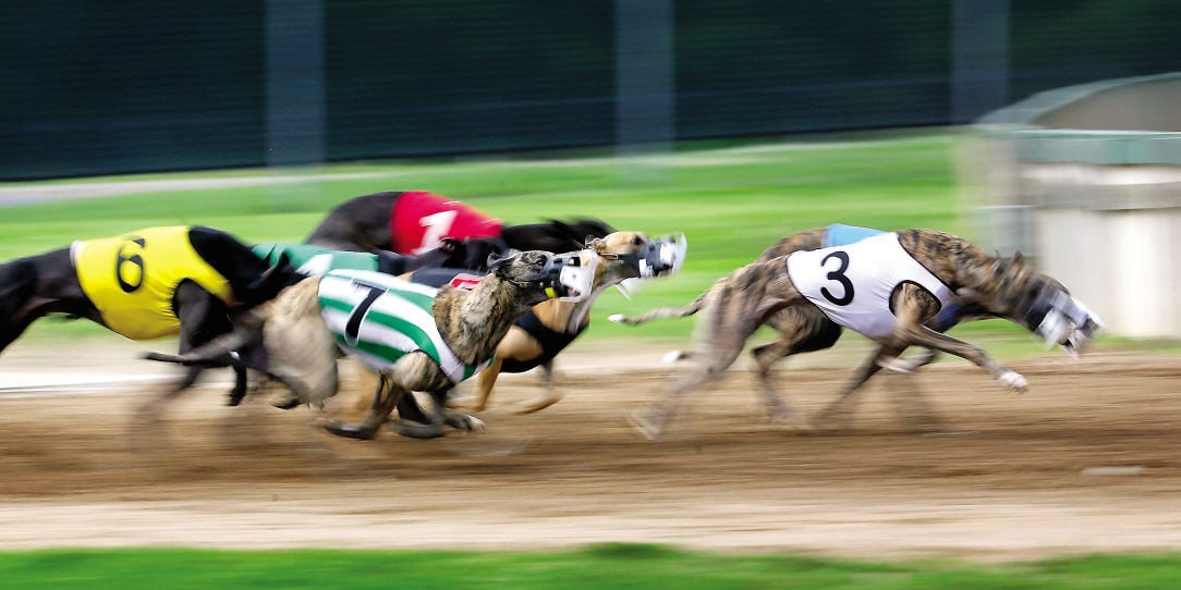 UPDATE Official Greyhounds at other Iowa track also test positive for