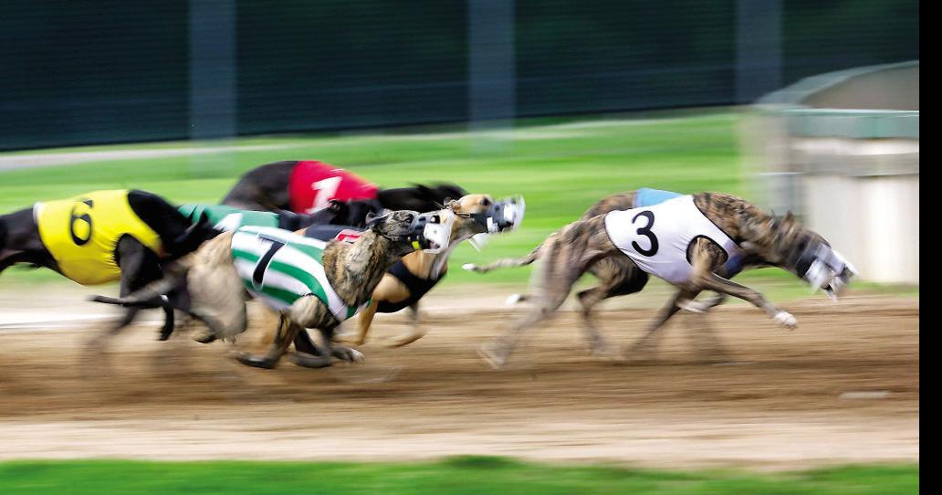 UPDATE Official Greyhounds at other Iowa track also test positive for