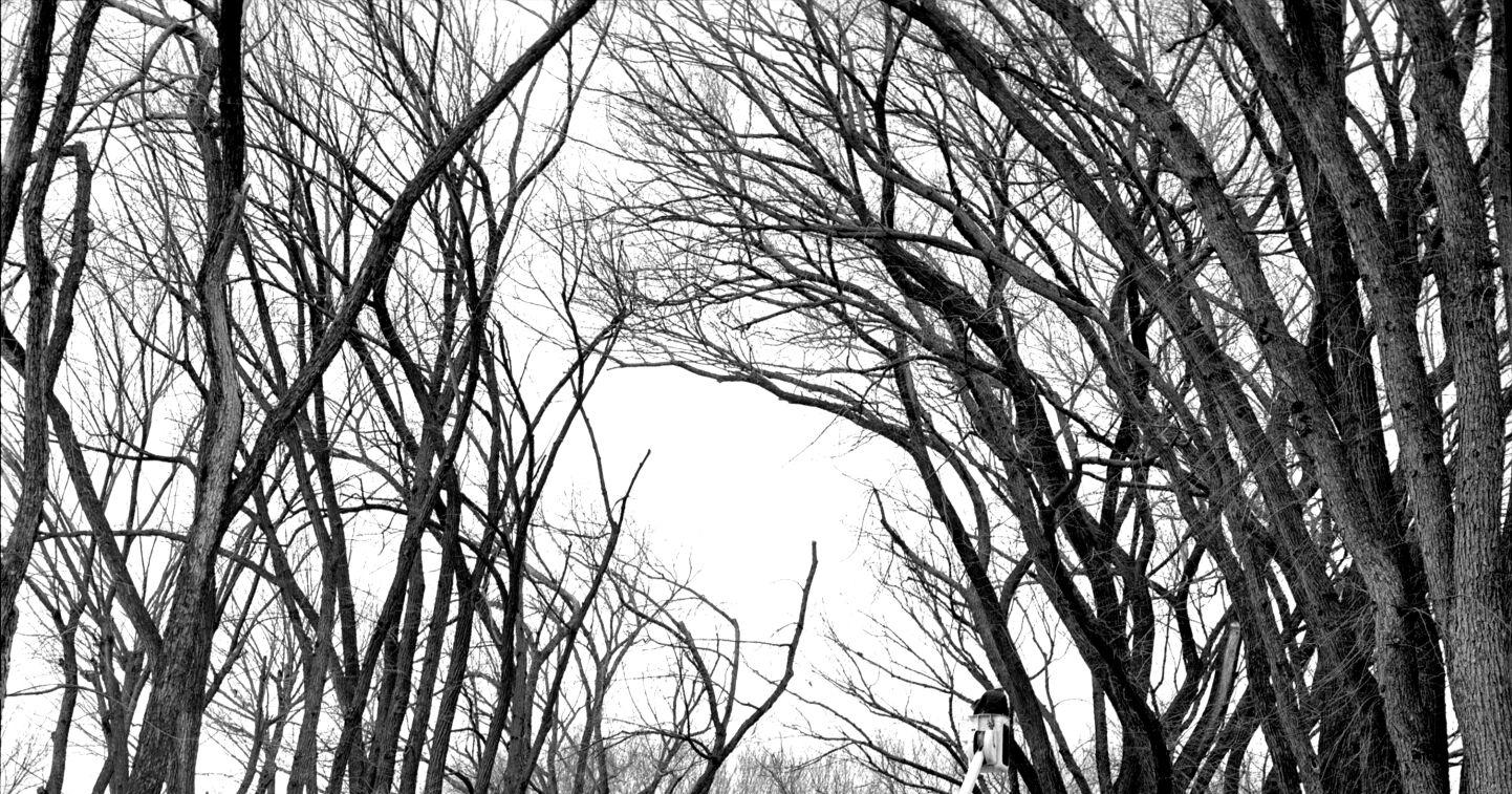 Throwback Thursday: Dutch elm disease cases increase 60 years ago in Dubuque - Vimarsana News