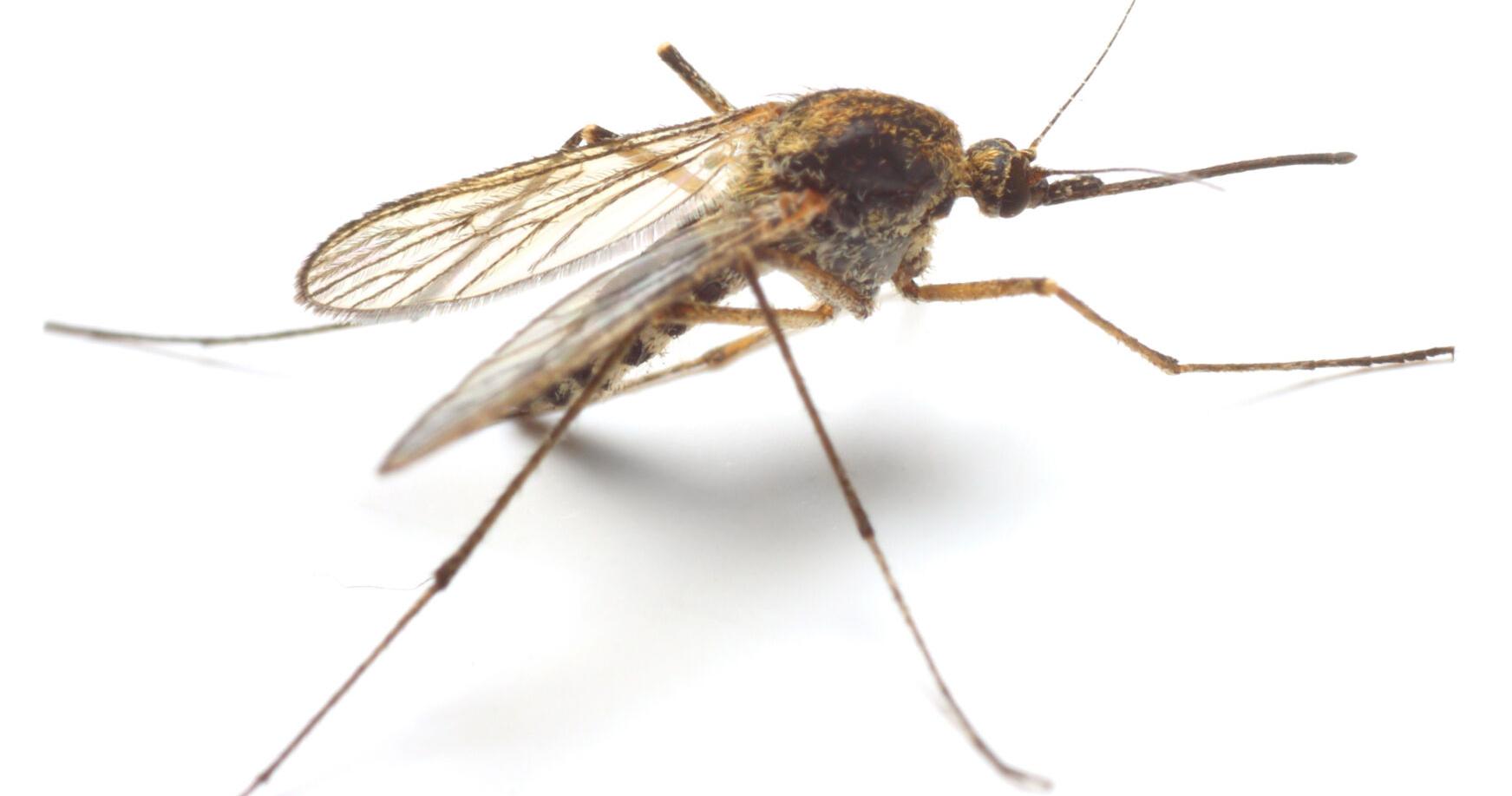 What makes you a mosquito magnet? Some people can't escape the pesky but dangerous bites | Features - Vimarsana News