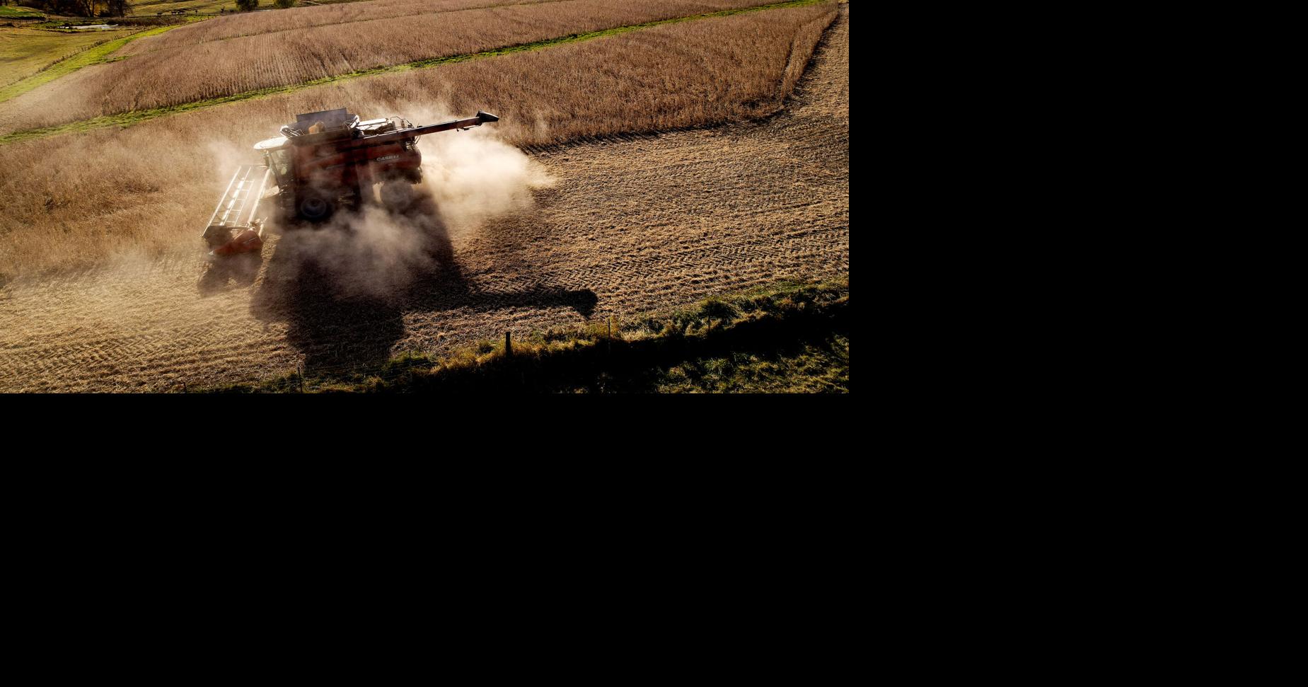 Area grain farmers face limited buyers after ideal harvest season | Tri ...