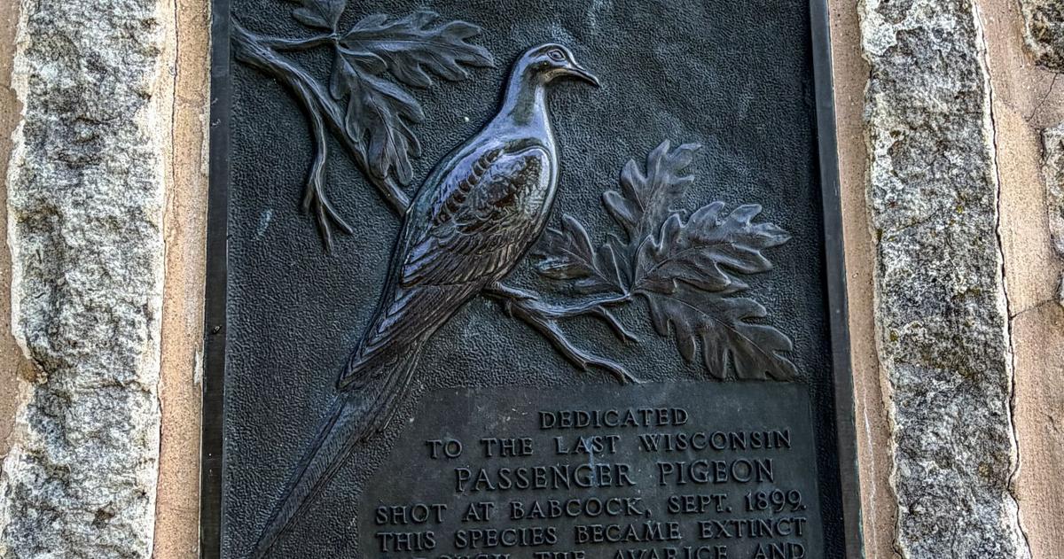 Passenger Pigeon monument