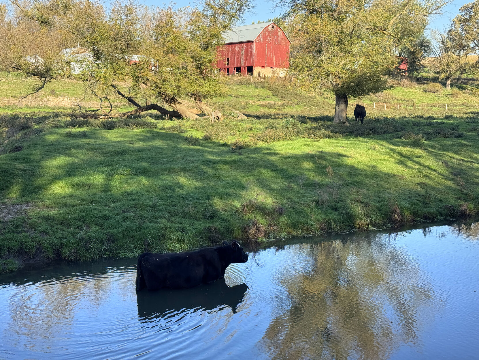 Bathing bovine | Tri-state News | telegraphherald.com