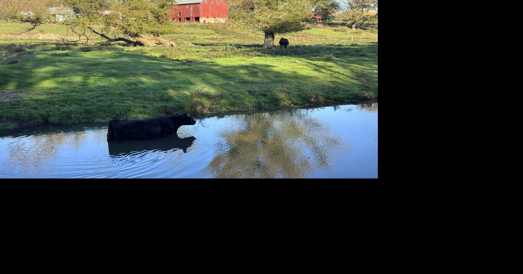Bathing bovine