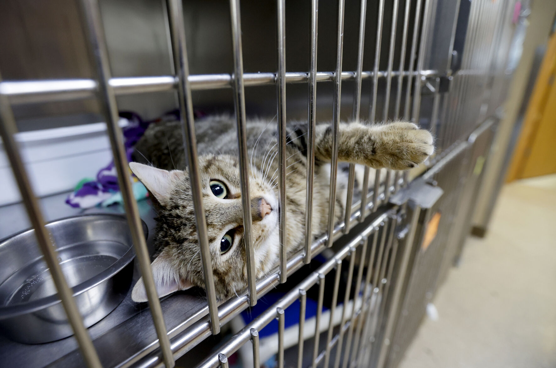 Grant County Humane Society plans move to Platteville Tri state