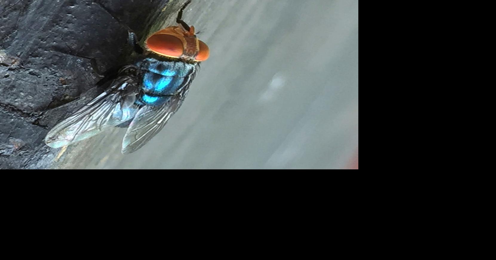 Flesh-eating screwworm fly confirmed in Texas