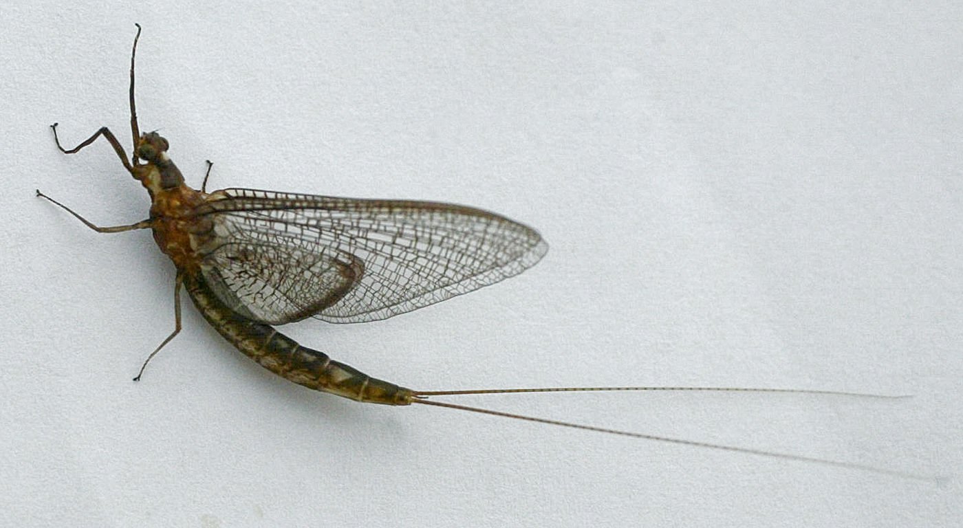 Sign of summer Fish flies return to tri state area Tri state News telegraphherald