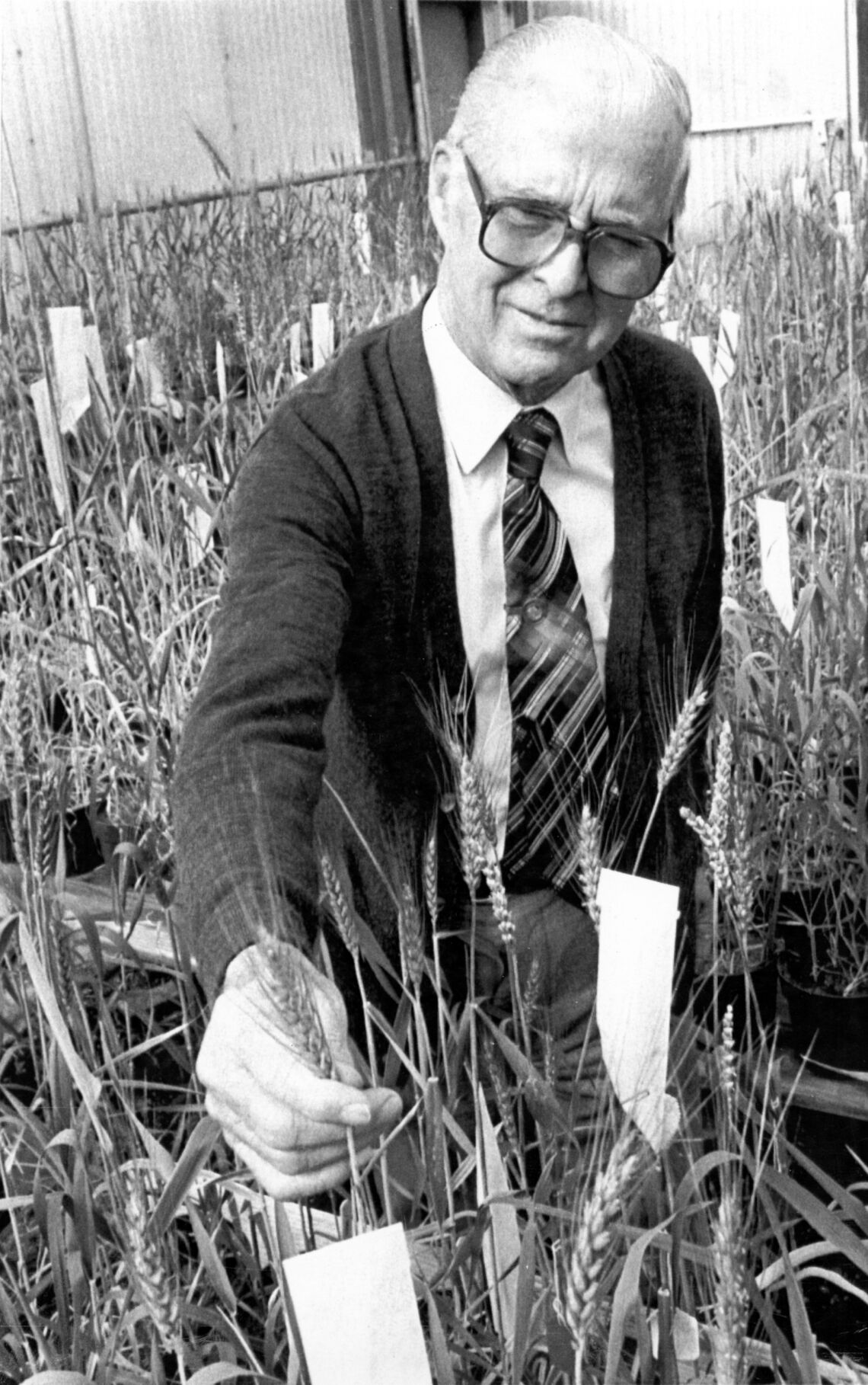 Native Iowan Borlaug Enriched Lives Of Millions Worldwide | Features ...