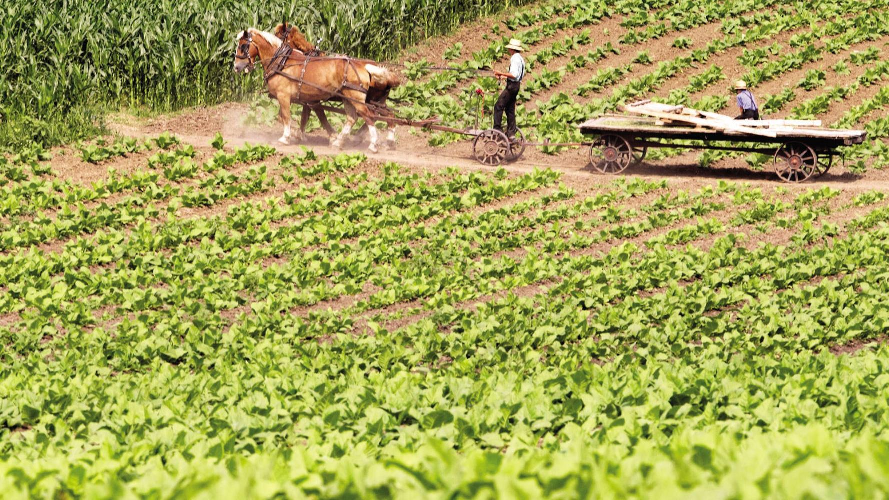 Amish, Wisconsin communities cultivating relationships | Tri-state News