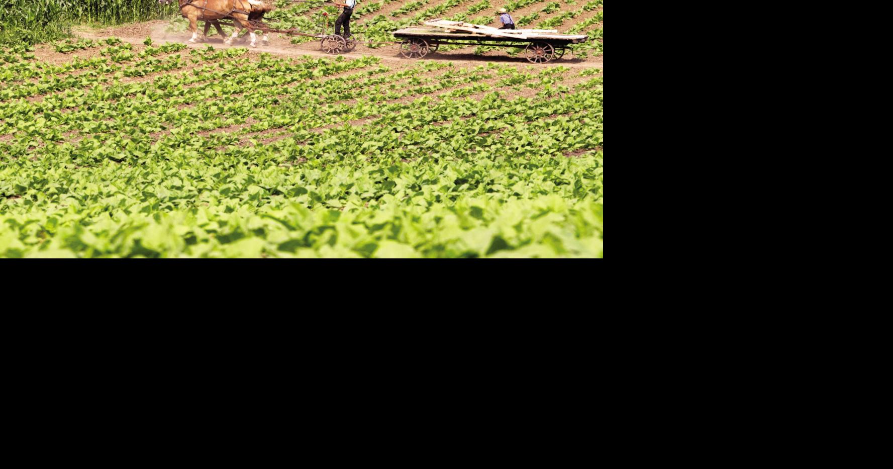 what do the amish do with the tobacco they grow Amish, Wisconsin communities cultivating relationships | Tri-state News