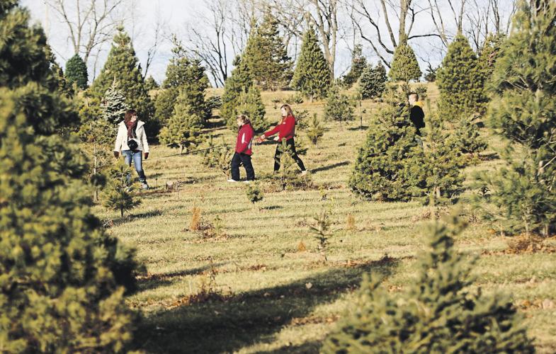 Christmas tree farms Creating traditions and memories Her