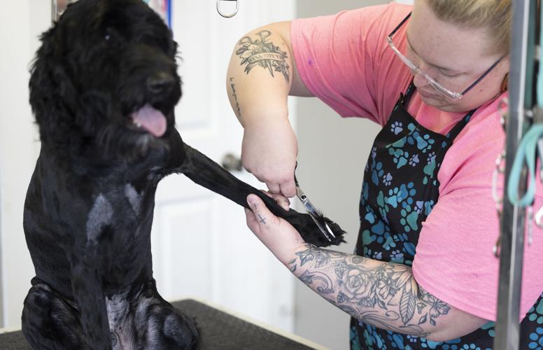 Biz Buzz Monday Dubuque pet groomer opens own business after years in