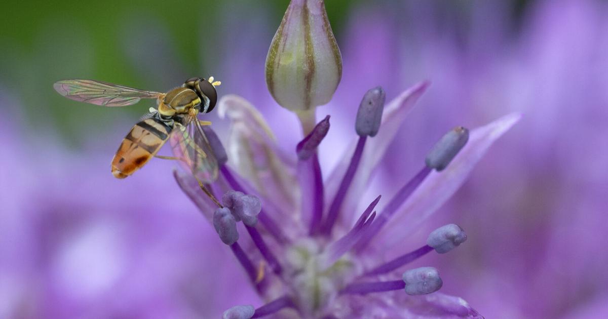 Iridescent insect | Tri-state News | telegraphherald.com