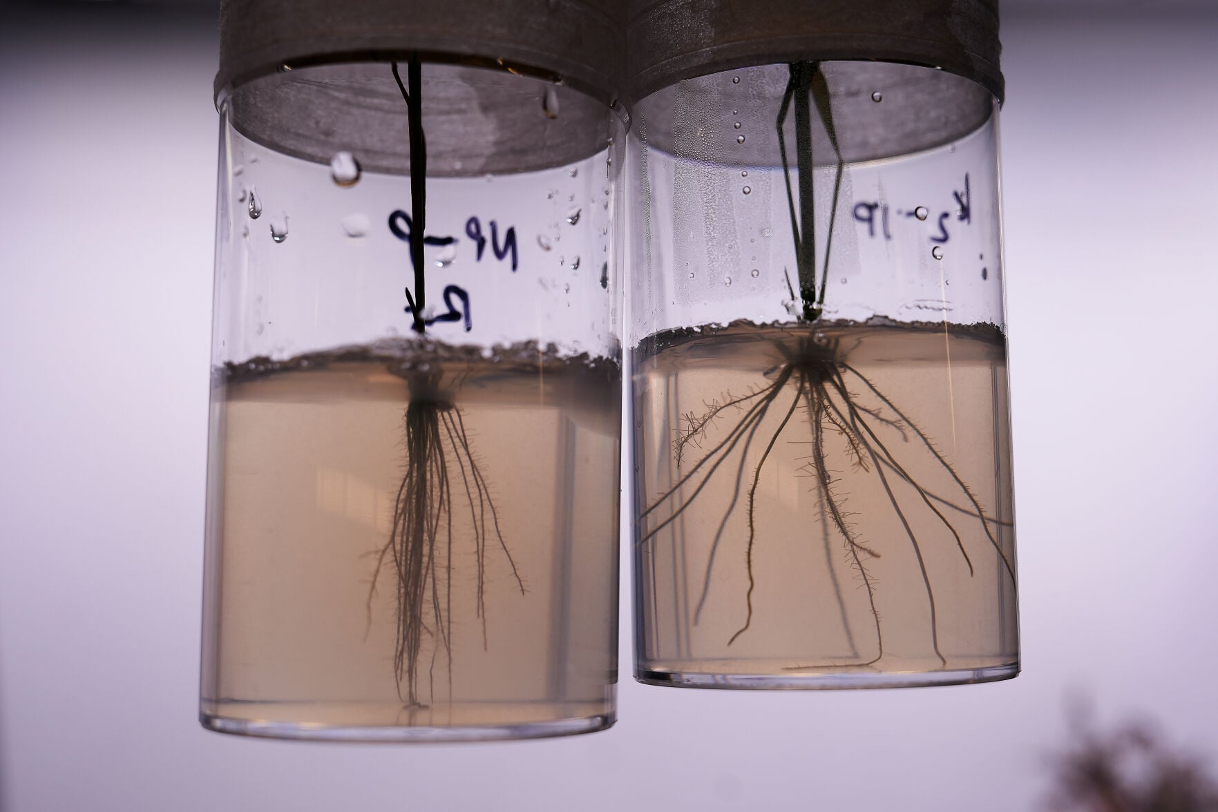 Climate Roots Carbon Capture | Upload Photos | telegraphherald.com