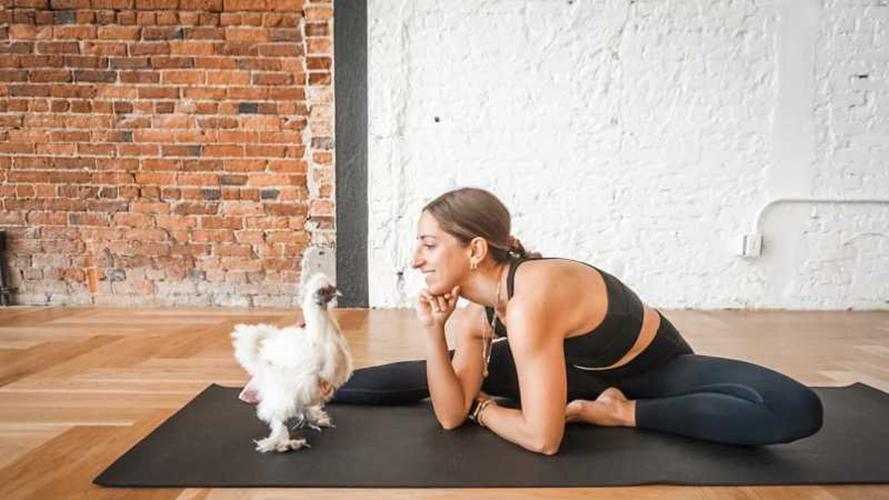 Chicken Yoga the latest iteration of animal yoga craze