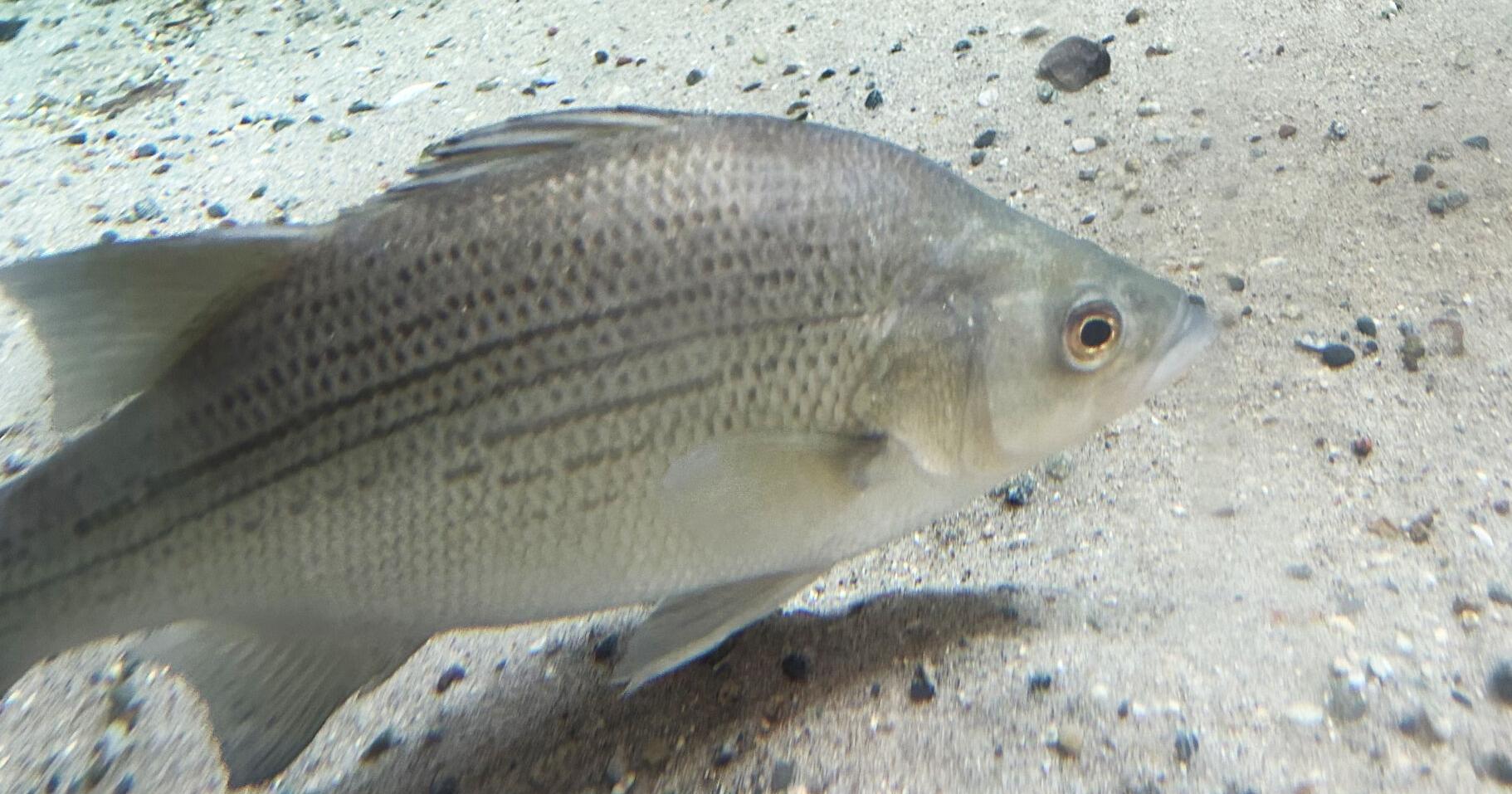 Museum creature feature: Dubuque aquarium's fish frequently serves as food in wild - Vimarsana News