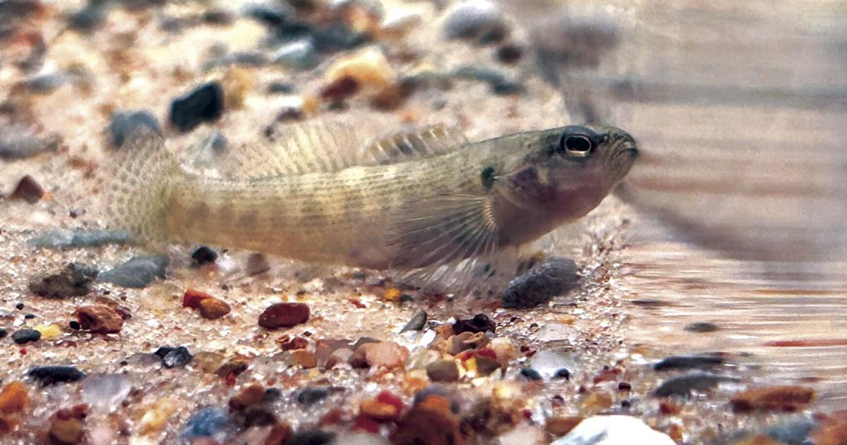 Museum creature: Small fish plays big role in life cycle of mussels