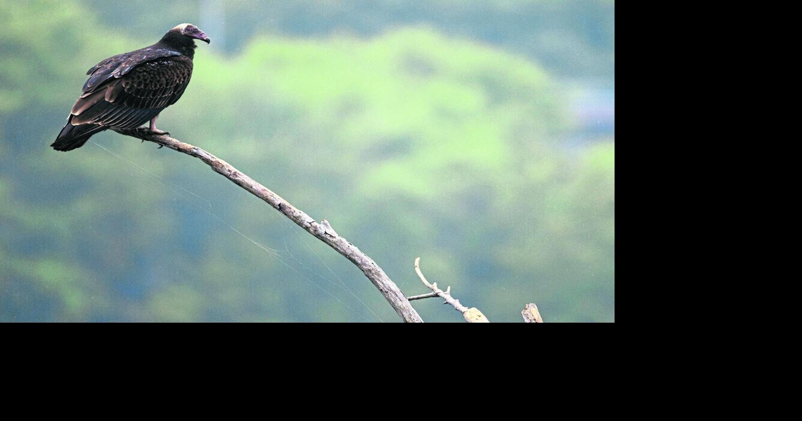 Vulture keeping watch