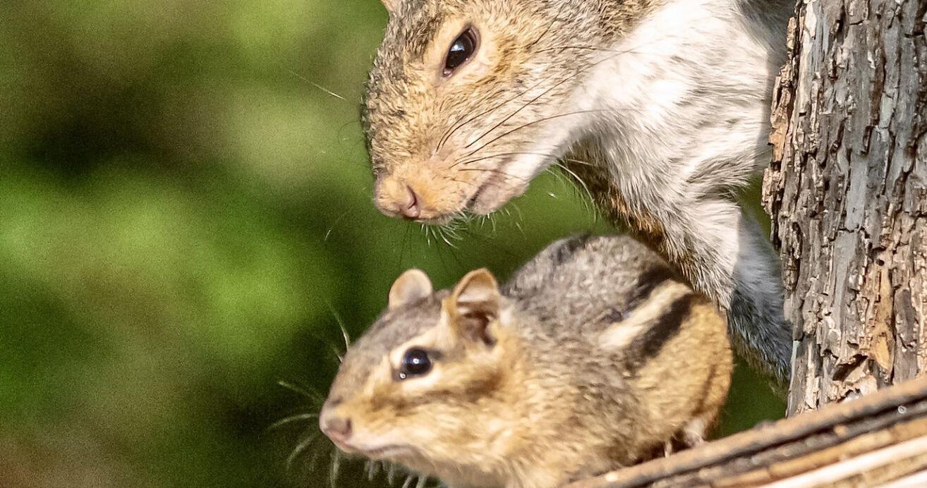 'Squirrel's only kid' - Vimarsana News
