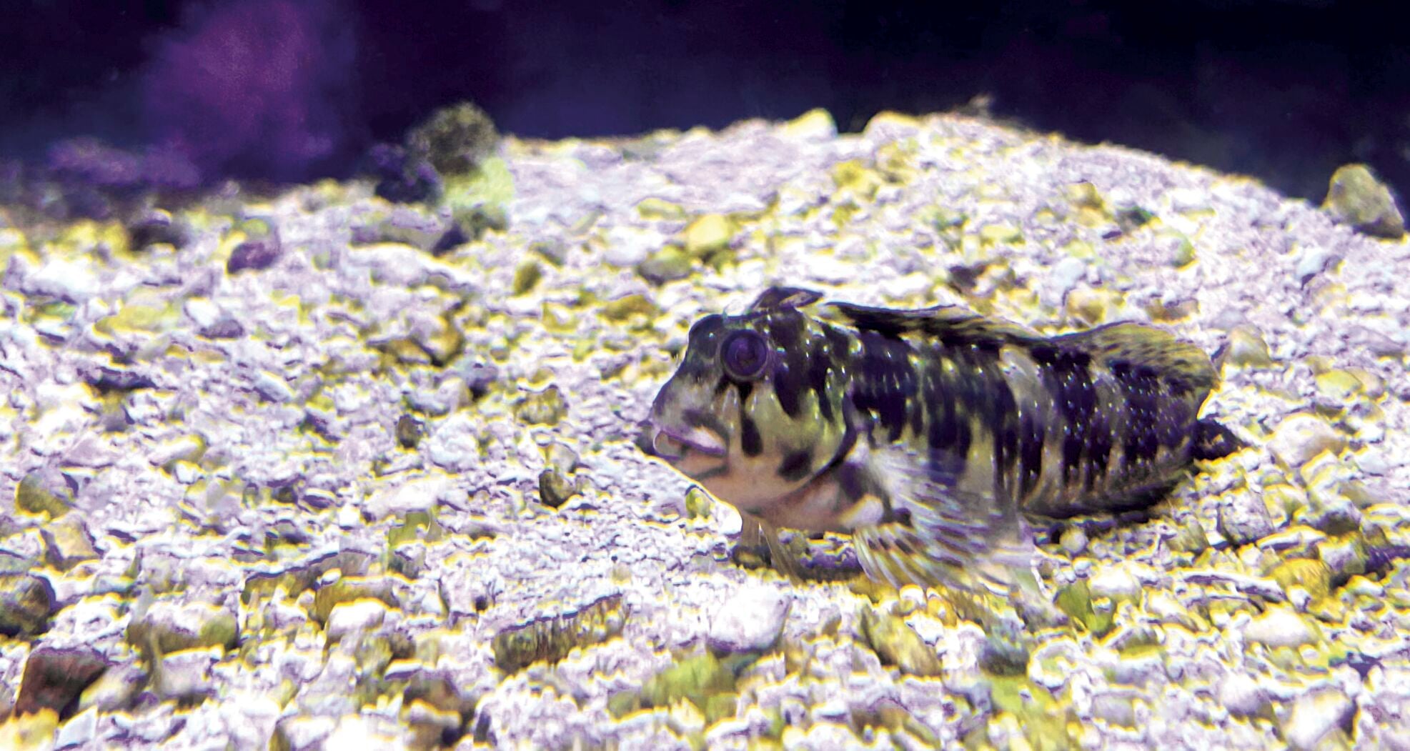Meiller Fish Museum creature: Fish has name like a person, face like a 'Muppet ...