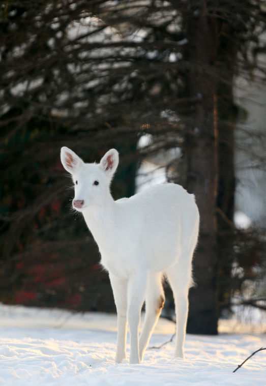 White deer Tristate News