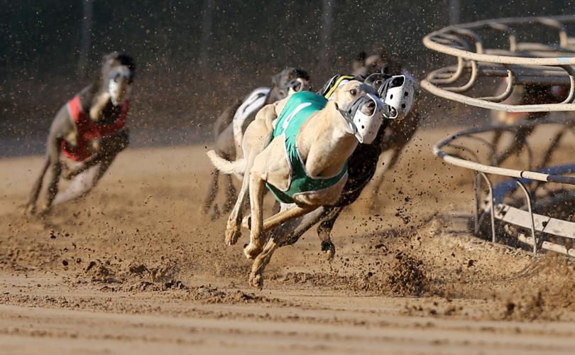 In the homestretch Despite strong year, Dubuque greyhound park