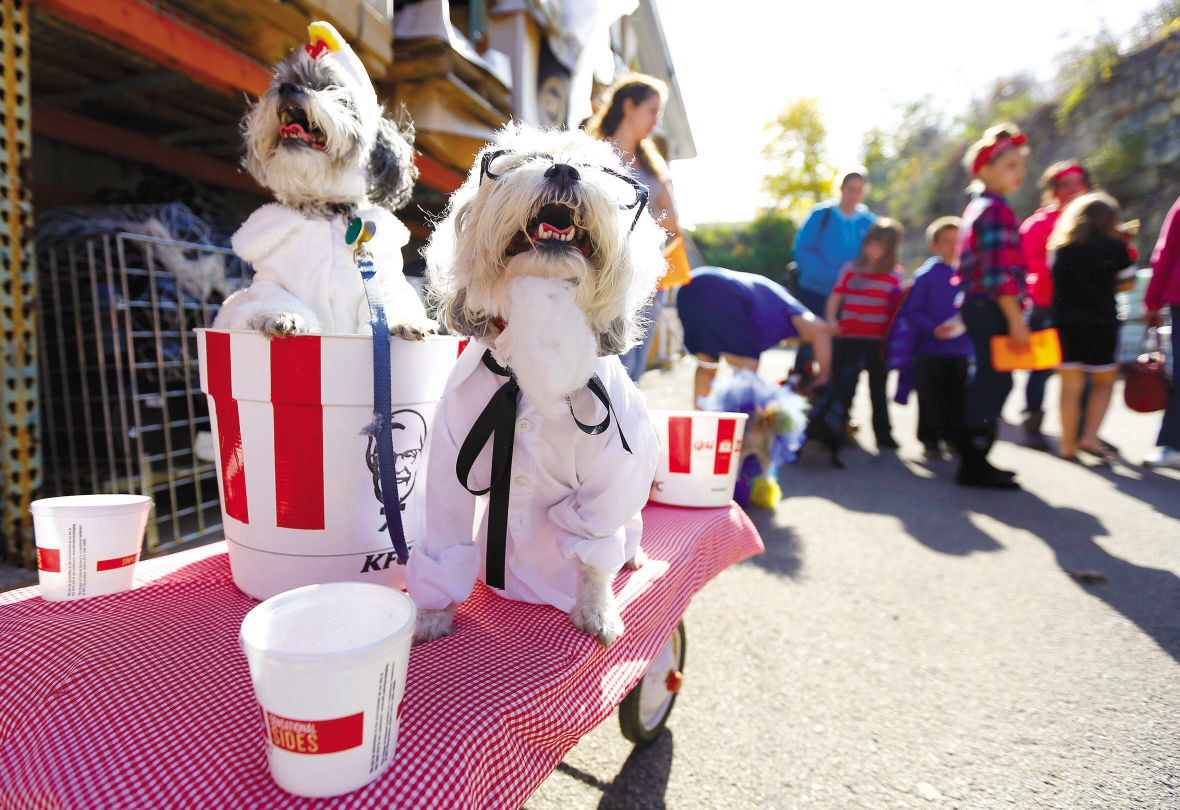 kfc dog costume