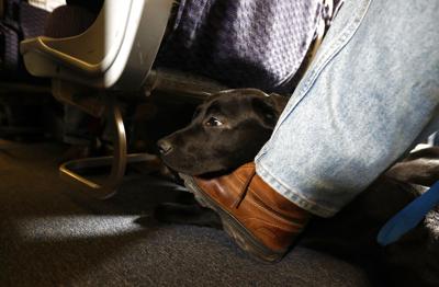 U.S. tightens definition of service animals allowed on planes