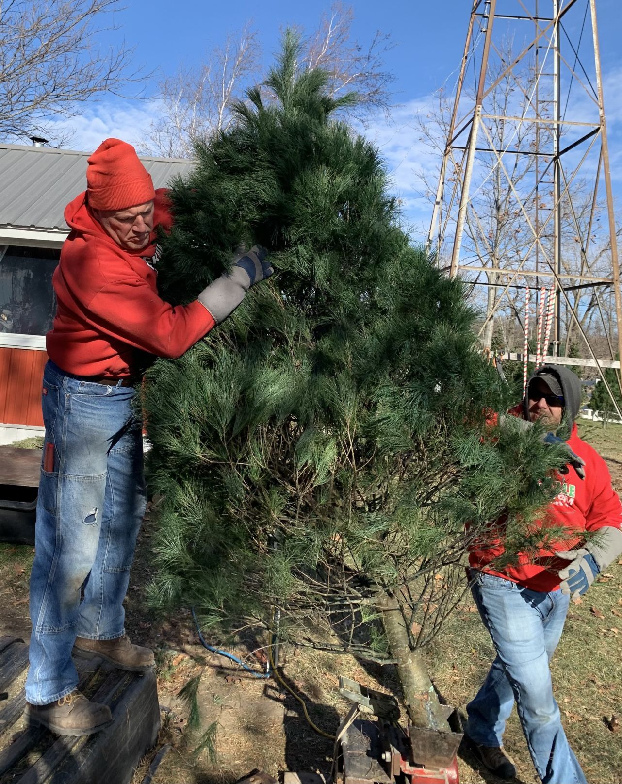 'Favorite time of the year' as families select Christmas trees at farm
