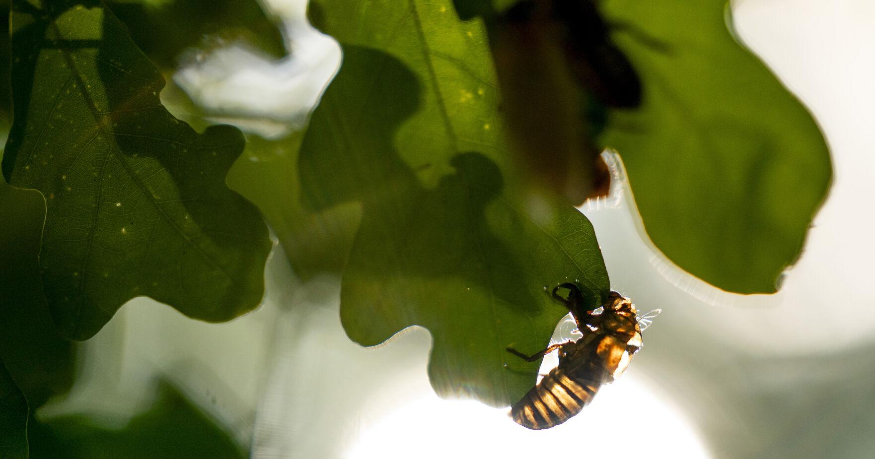 Neman: A story about cooking cicadas? Not from me - Vimarsana News