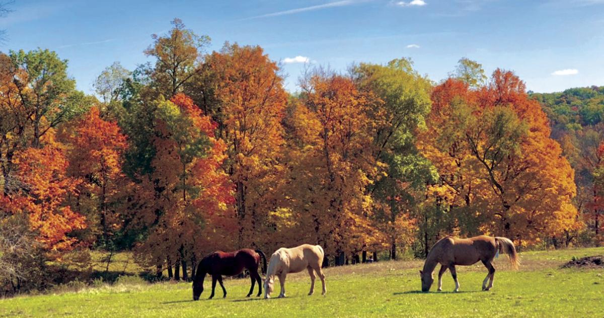 Grazing grounds | Upload Photos | telegraphherald.com