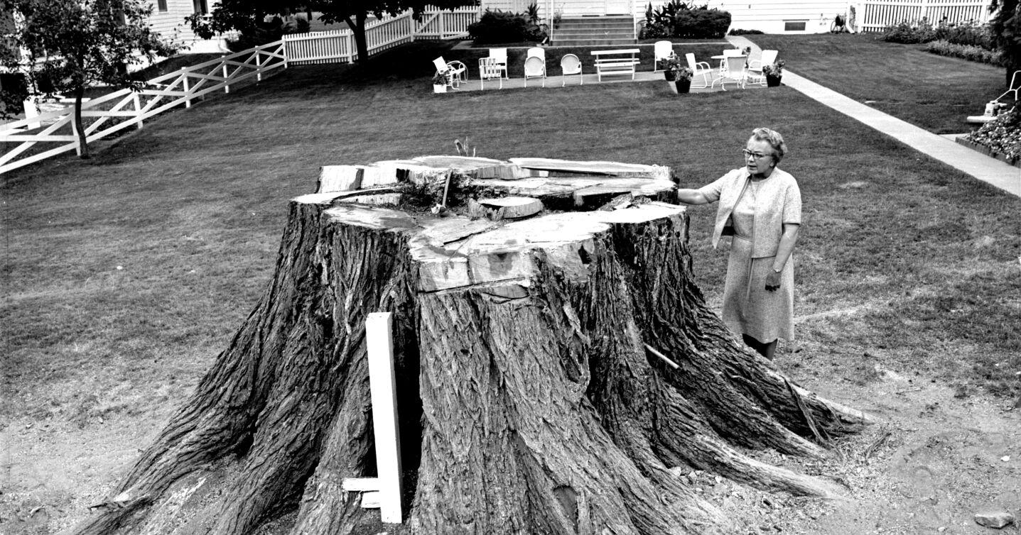 19670913GiantElmTreeStump.jpg - Vimarsana News