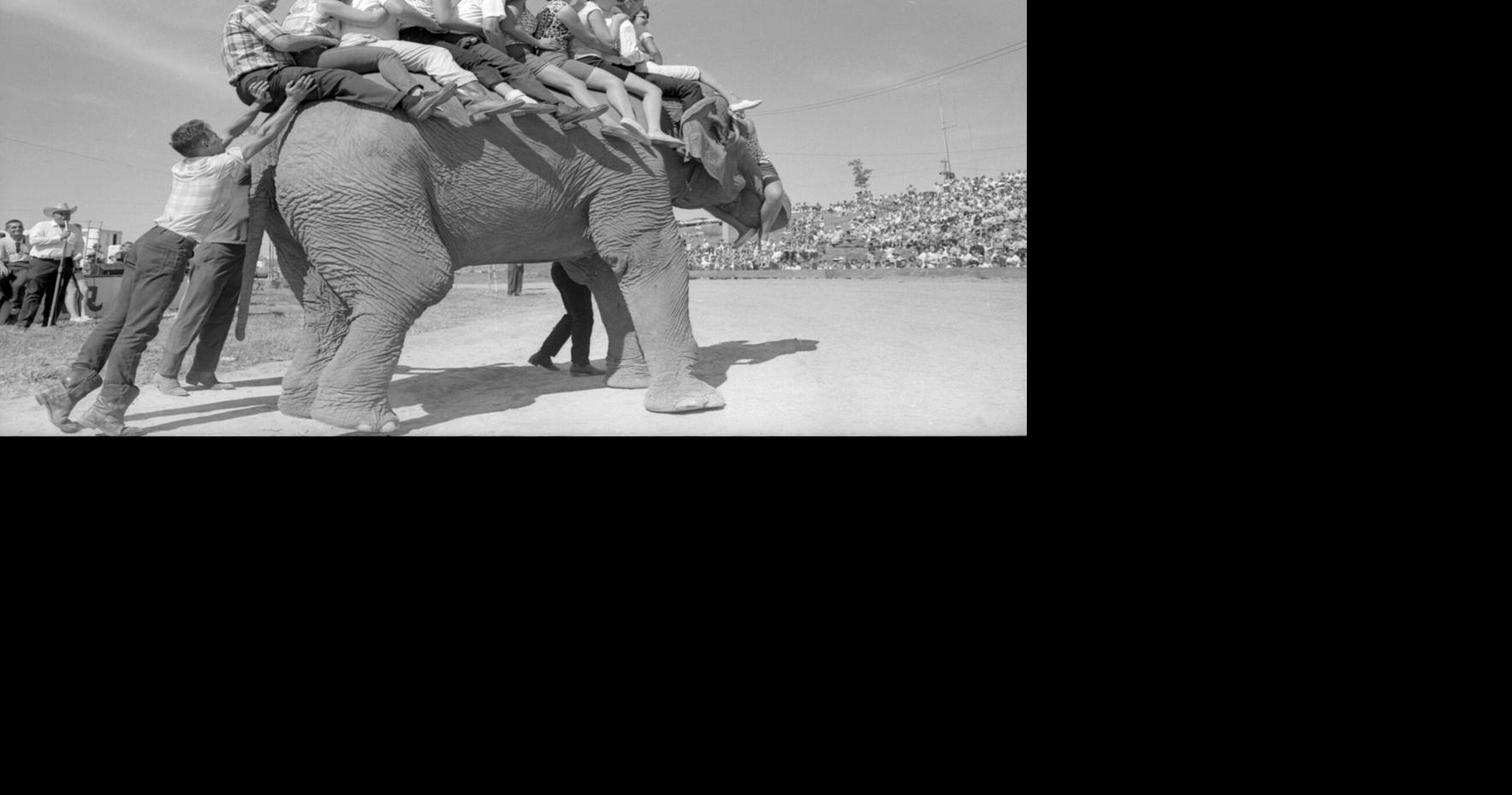 Flashback: 1966 Dubuque County Fair featured elephant rides, ostrich races