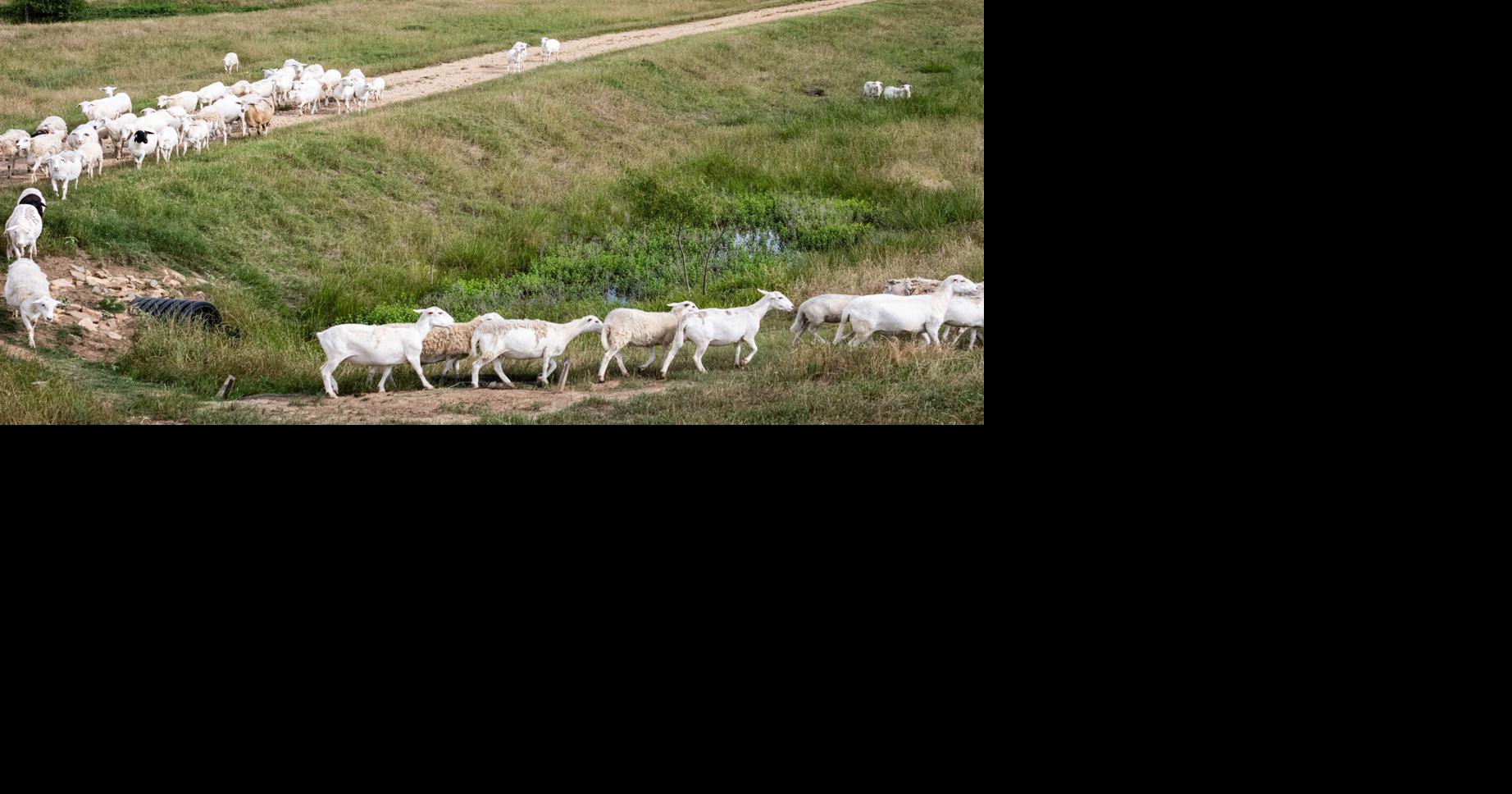 BIZ-FARM-SOLAR-SHEEP-FILEPIC-1-DA