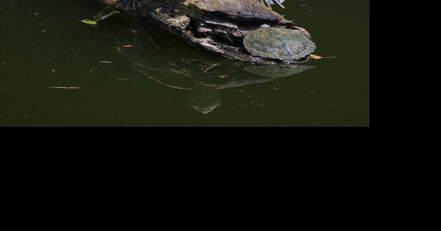 Turtle Log
