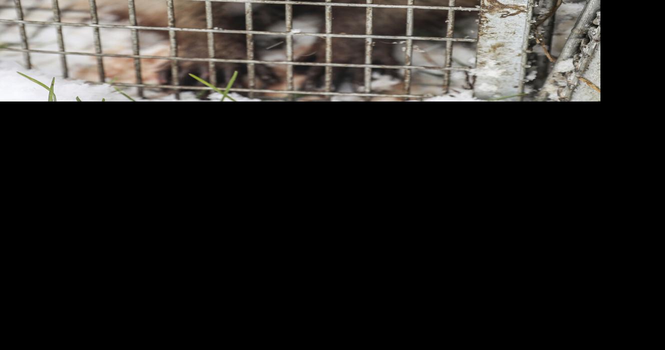 Exchange More Raccoons | Upload Photos | telegraphherald.com