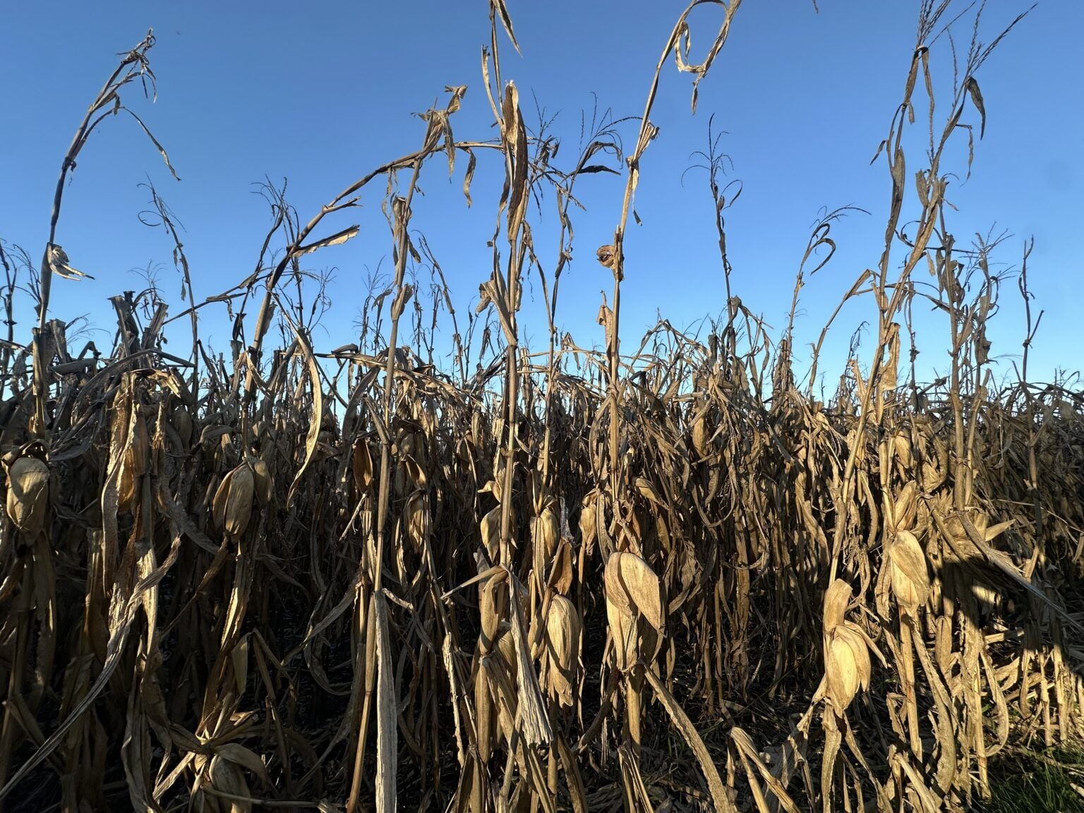 1028-corn.jpg | Upload Photos | telegraphherald.com
