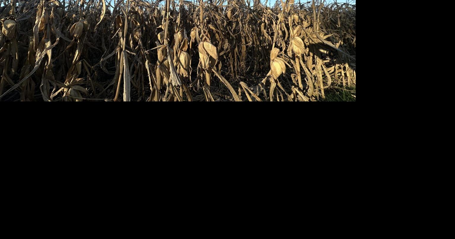 1028-corn.jpg | Upload Photos | telegraphherald.com