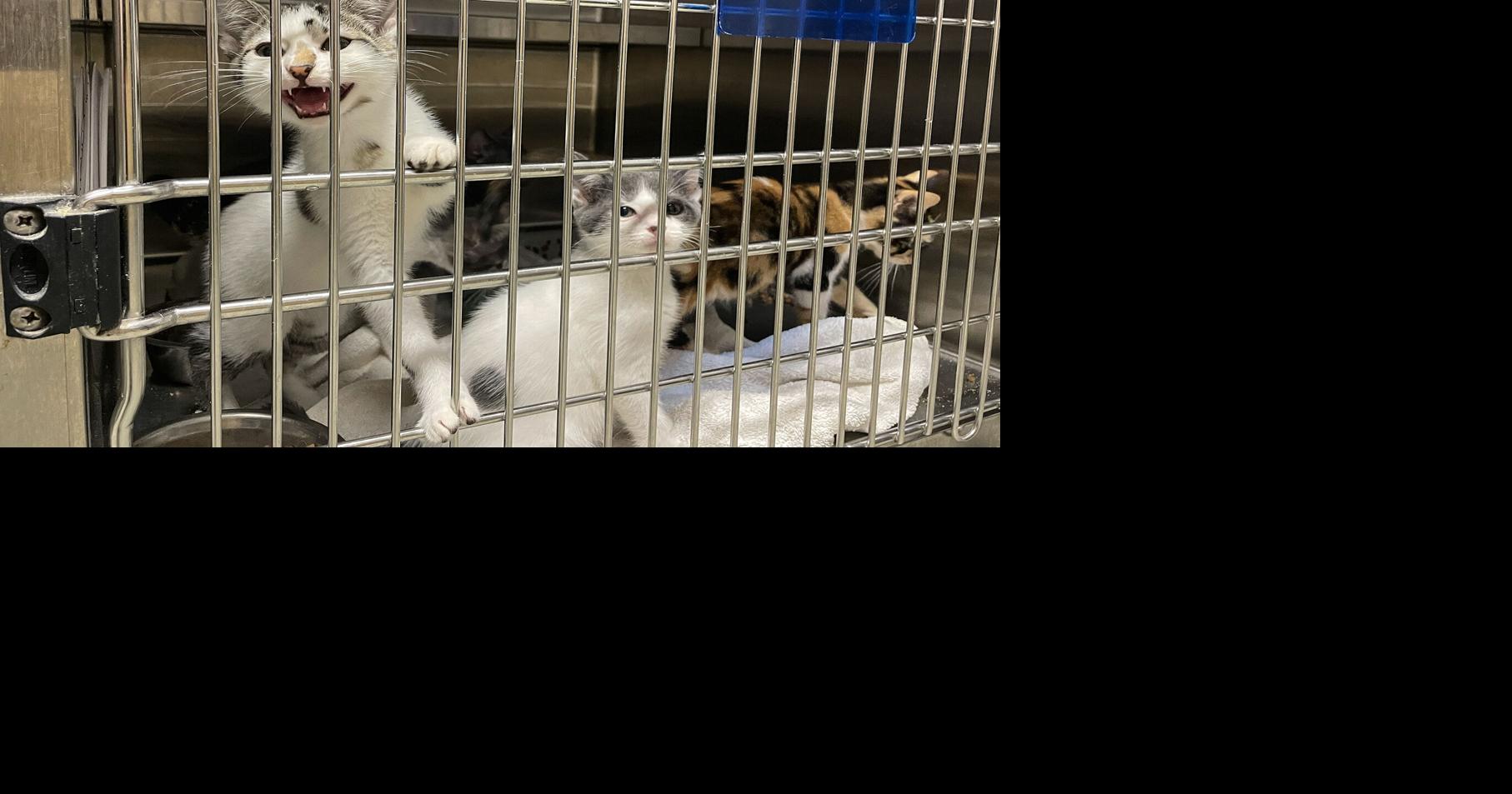 Tri-state humane societies, shelters seek foster homes, adoptees amid 'wave of kittens'