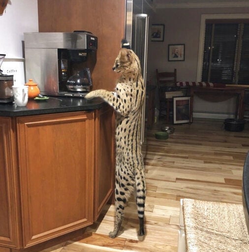 Morning smile: Serval cat found safe after escape from home