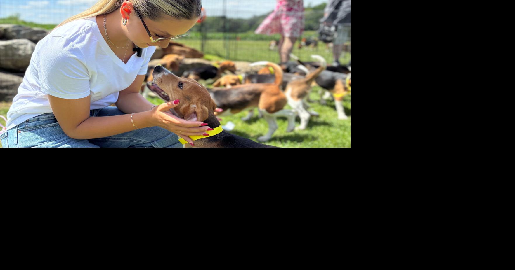 Wisconsin beagle research facility closing as Florida rescue group takes in dogs