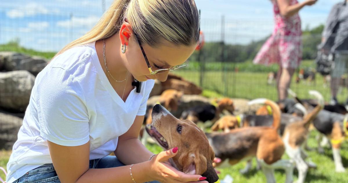 Wisconsin beagle research facility closing as Florida rescue group takes in dogs