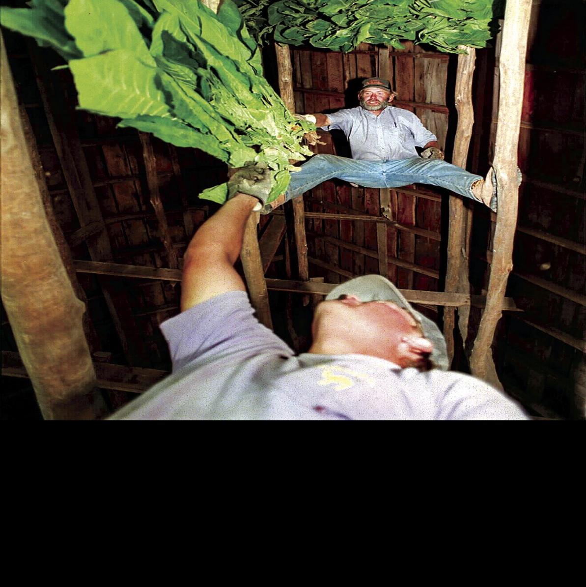 growing tobacco in wisconsin Throwback Thursday: SW Wisconsin tobacco farmers faced uncertain future 25  years ago | Tri-state News